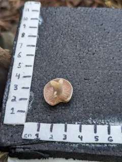 Cortinarius brevissimus thumbnail 2