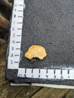 Cyanosporus populi thumbnail 1