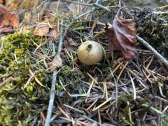 Lycoperdon subumbrinum thumbnail 3