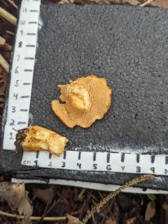 Hydnum cuspidatum thumbnail 3