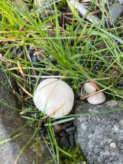 dwarf puffball thumbnail 3