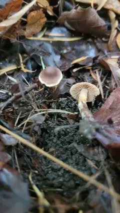 Cortinarius flexibilifolius thumbnail 3