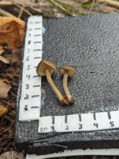 Clitocybe subditopoda thumbnail 2