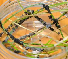 Badhamia foliicola thumbnail 4