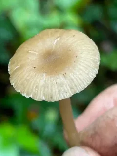 Entoloma nitriolens thumbnail 2