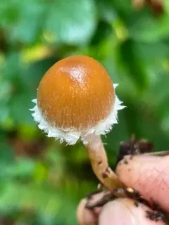 Psathyrella squamosa thumbnail 4