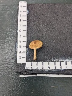 Inocybe griseovelata thumbnail 3