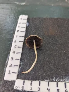 Psathyrella pseudogracilis thumbnail 2