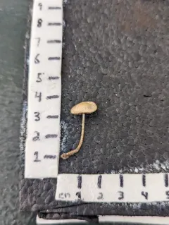 Psathyrella amarescens thumbnail 2