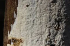 Sidera vulgaris thumbnail 3