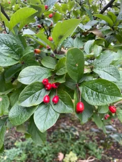 Christmas berry thumbnail 4