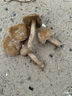 Pseudosperma umbrinellum thumbnail 1
