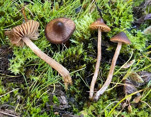 willow aldercap