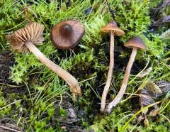 willow aldercap thumbnail 1