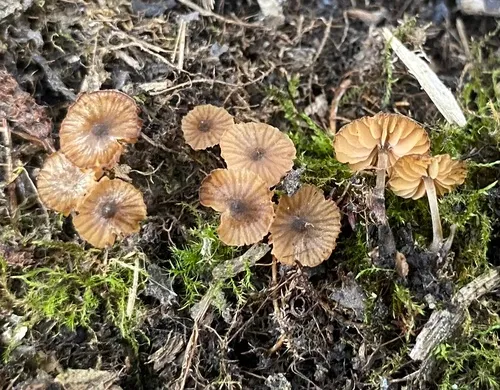 Entoloma pygmaeopapillatum