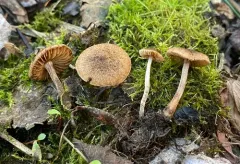 Inocybe helobia thumbnail 2
