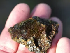 Marsupella stableri thumbnail 4