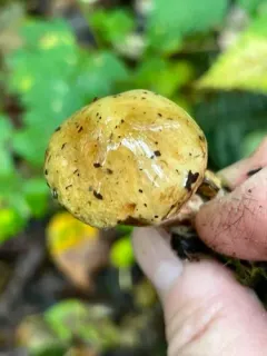 Paxillus ammoniavirescens thumbnail 4