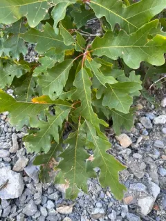 Gambel Oak thumbnail 4