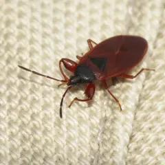 Gastrodes pacificus thumbnail 3