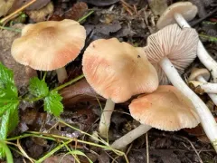 Entoloma sericatum thumbnail 2
