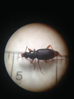 Chlaenius pusillus thumbnail 3