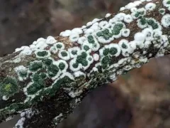 Trichoderma atroviride thumbnail 3