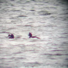 Tufted Duck thumbnail 2