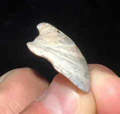 Hooked Slippersnail thumbnail 3