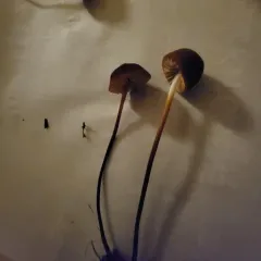 red pinwheel thumbnail 2