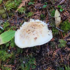 Western Matsutake thumbnail 2