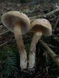 Phlegmacium patrickense thumbnail 2