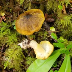 Tricholoma atrofibrillosum thumbnail 2