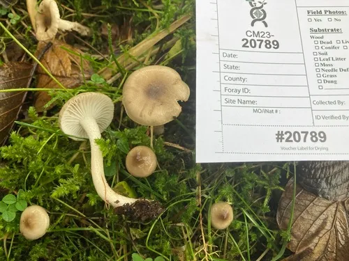 Hygrophorus pustulatoides