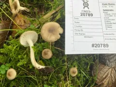 Hygrophorus pustulatoides thumbnail 1