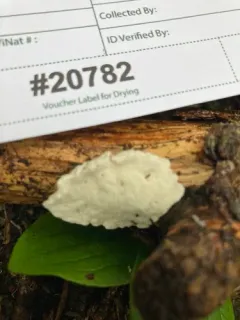 Delicate Spongepore thumbnail 4