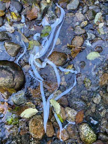 Broad Tapeworm
