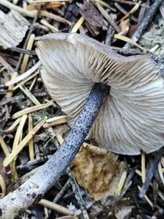 hairy pinkgill thumbnail 3