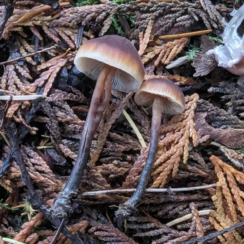 Cucumber Cap