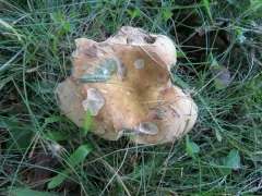Russula serissima thumbnail 3