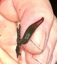 Erpobdella punctata thumbnail 4