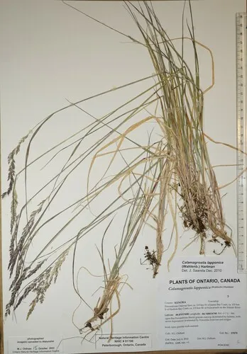 Lapland Reedgrass