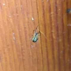Silver-sided Sector Spider thumbnail 3