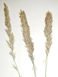 Purple Reedgrass thumbnail 4