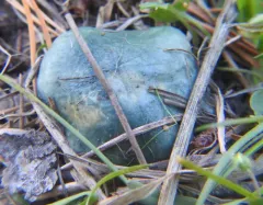 Blue Roundhead thumbnail 2
