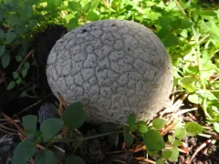 Mosaic puffball thumbnail 3