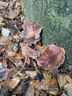 Gymnopus impudicus thumbnail 2