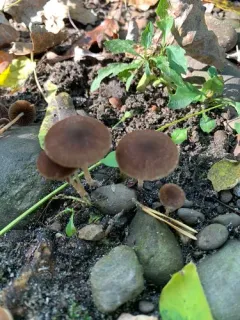 Psathyrella alluviana thumbnail 2