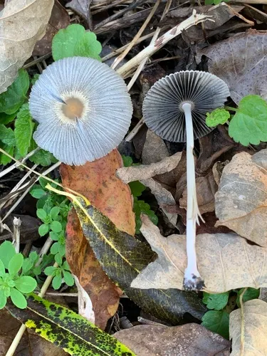 lilac inkcap