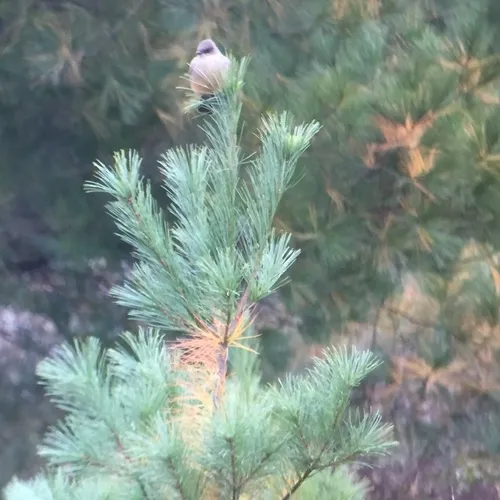 Say's Phoebe